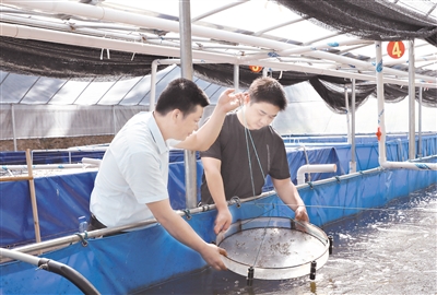 永定区龙潭镇上西村的南美对虾养殖场内,工作人员正在观察虾苗长势