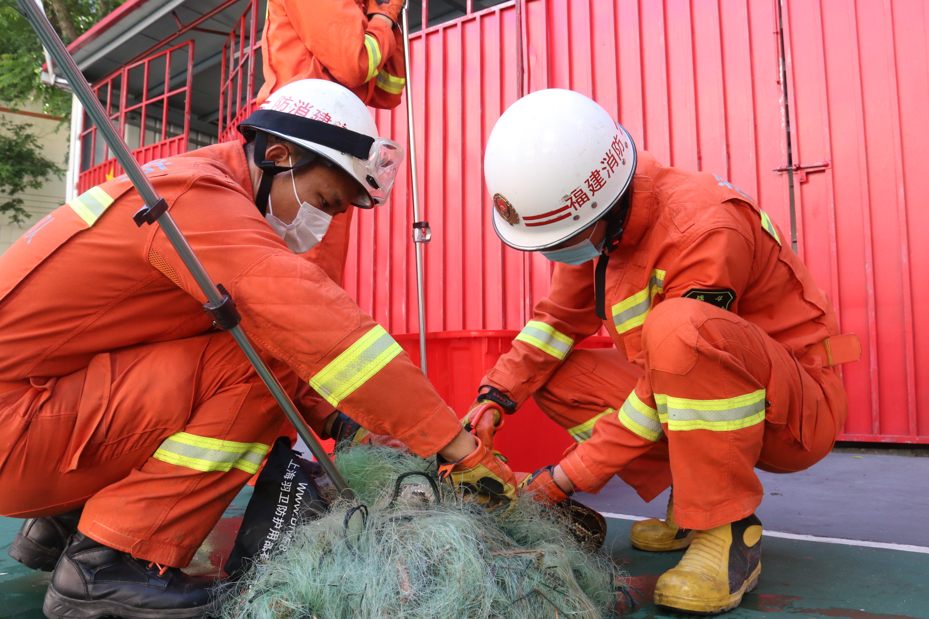 永定蟒蛇偷食被困渔网消防人员施救放生