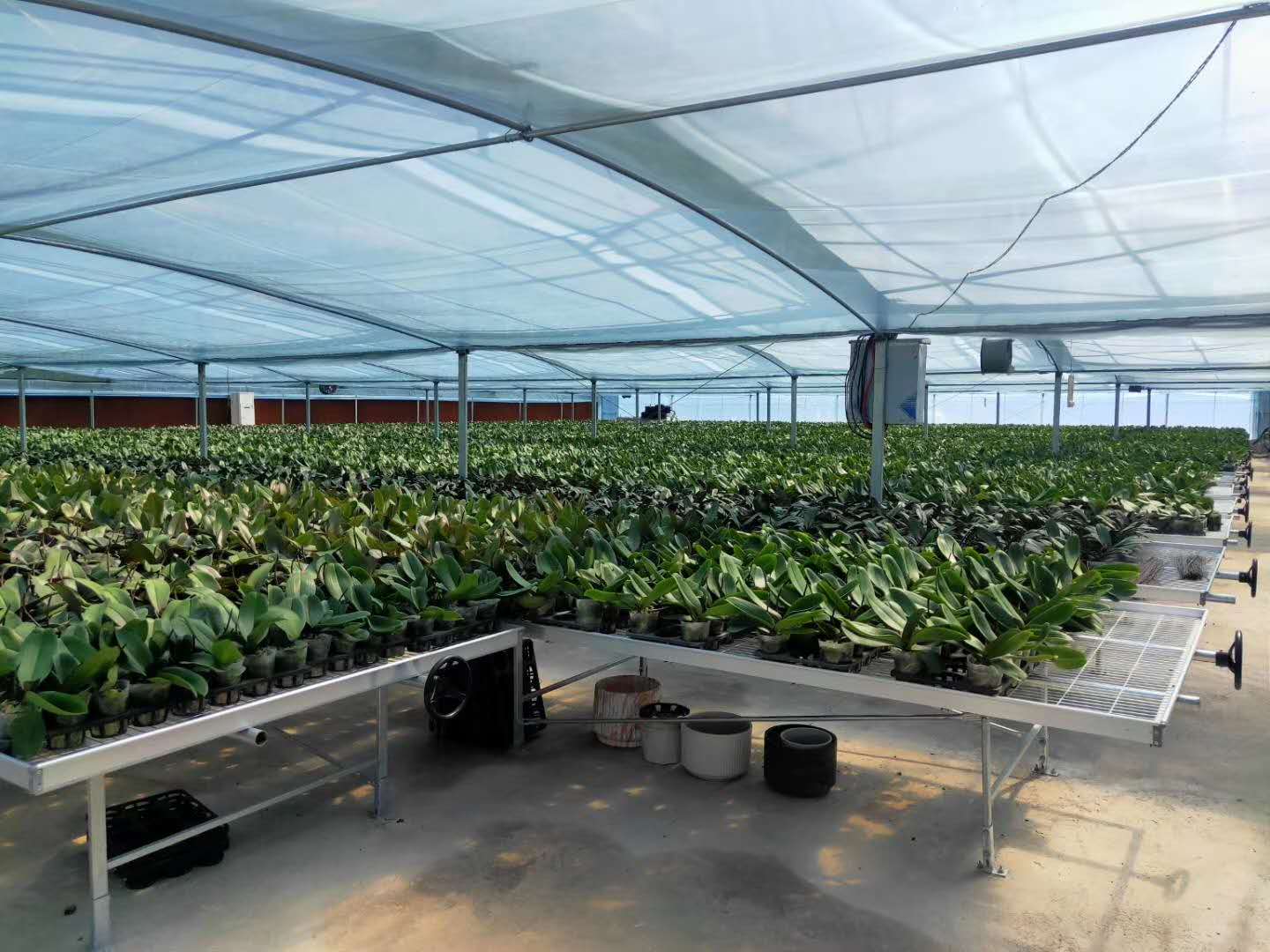 建成蝴蝶兰优质盆栽花卉,温室大棚10亩的兰花种植基地,建设内容包括约