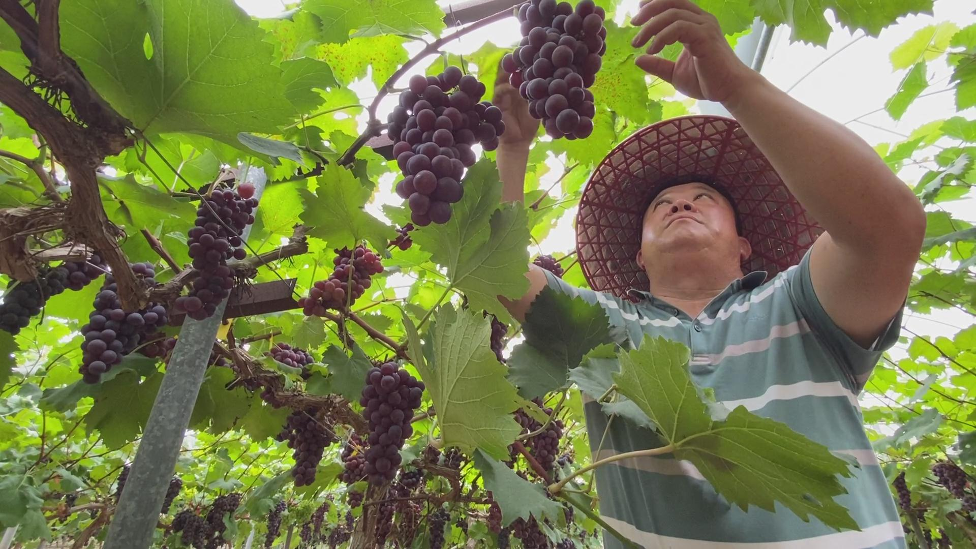 永定源华家庭农场:种植有机葡萄 收获甜蜜生活